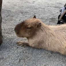 赤牙