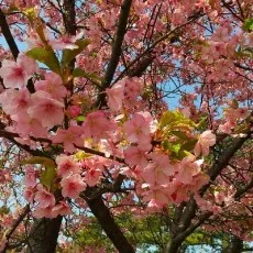 倉嶋めいか