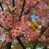 倉嶋めいか