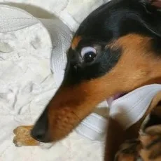 Q斎