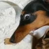 Q斎