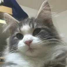大野ちた