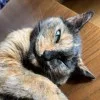 ひまのい