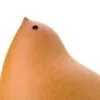 柚子桃