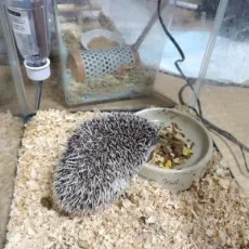 藤なごみ