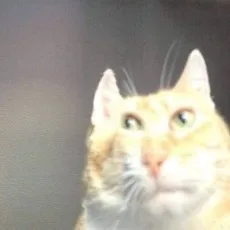 박박박