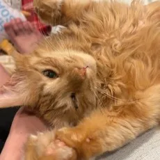 路地裏乃猫
