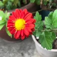 紅衣ユナ