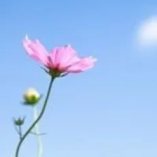 砂原雑音