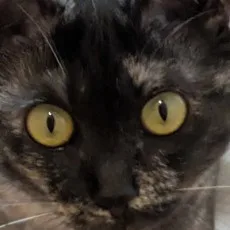 おキャット様