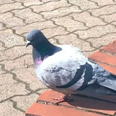 鳩藍