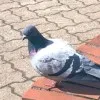鳩藍