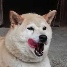 葉月セン