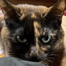 いけだ