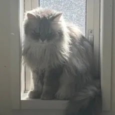 まなみつるこ