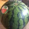 高宮ニカ