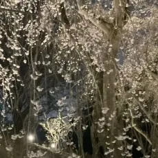 千椛