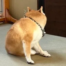 たべお