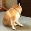 たべお