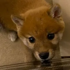 ももぱぱ