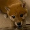 ももぱぱ