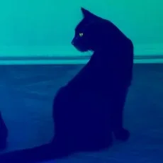 木天蓼