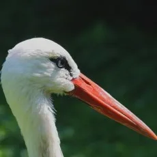 あかのまに