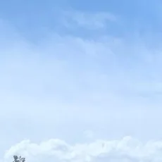 めんたい