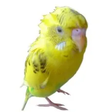 朝比奈ゆうや