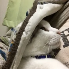 山下友美