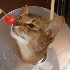 神奈木智