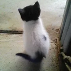 六花チヨ