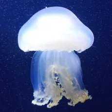 渋谷うらら